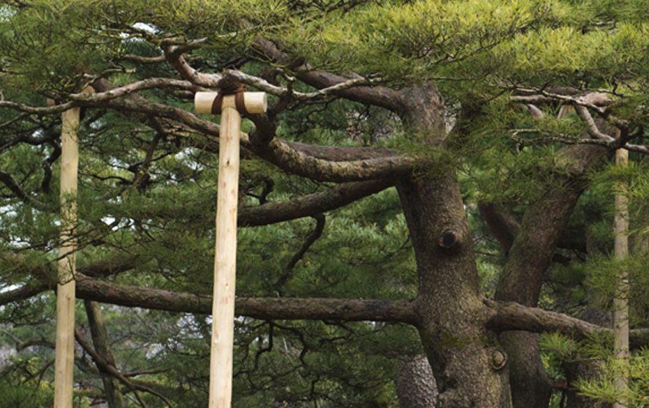 tree cabling and bracing hobart
