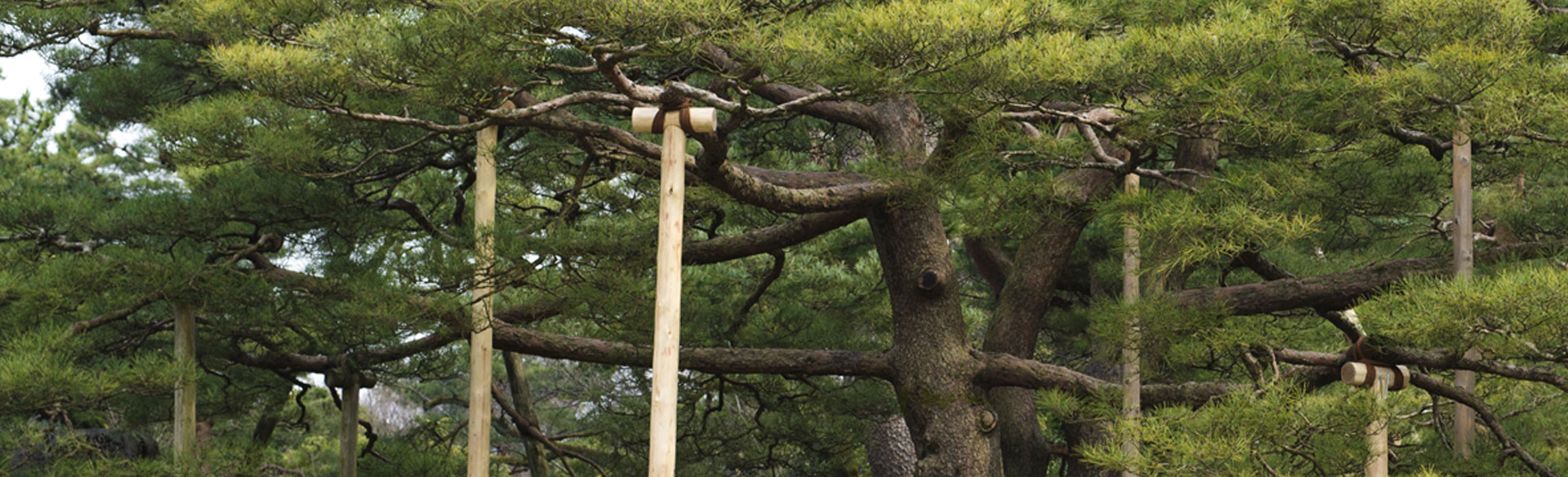 tree cabling and bracing hobart
