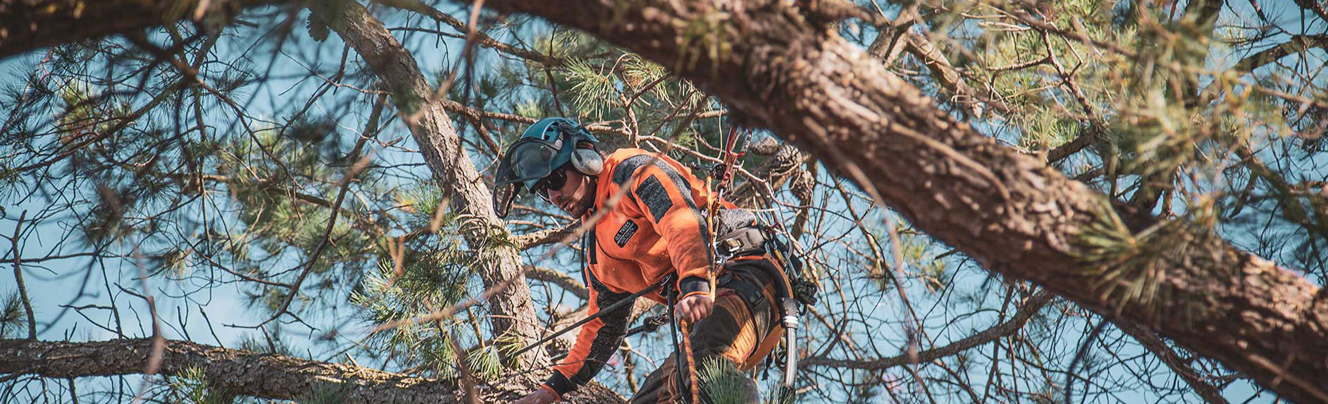 deadwood tree service hobart