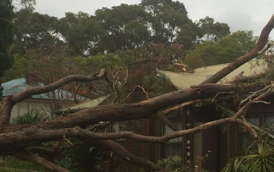 tree work insurance hobart