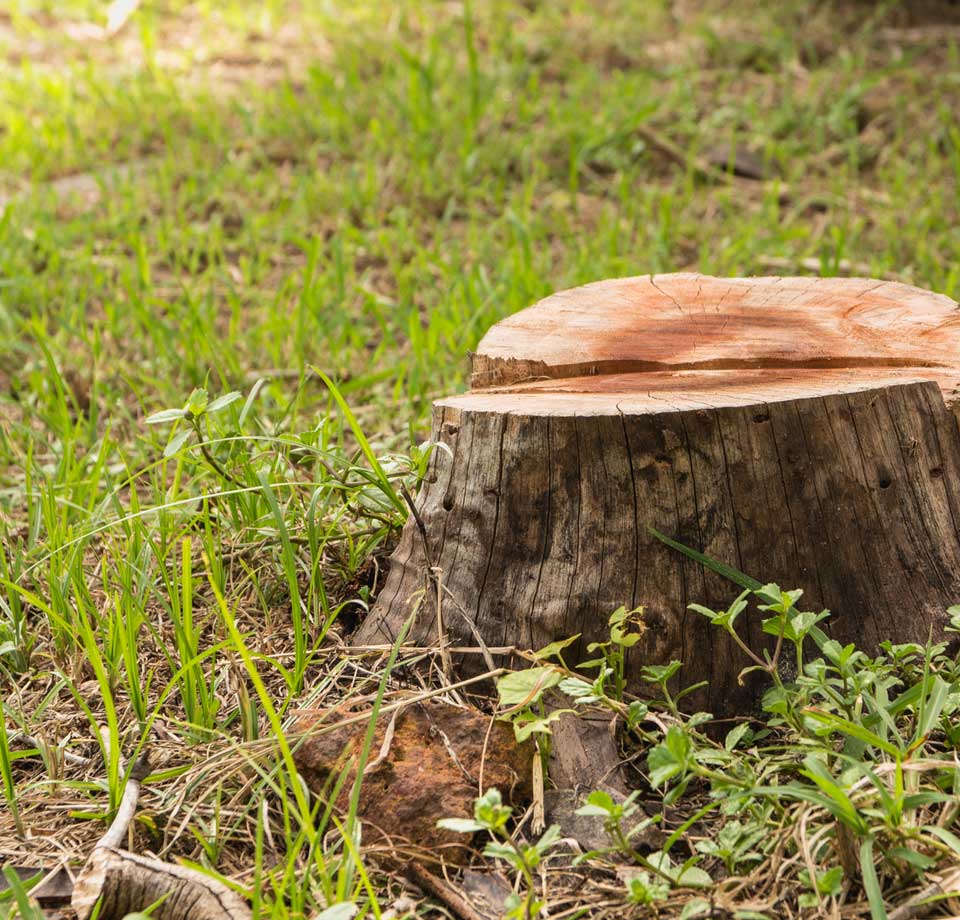 Stump Grinding & Stump Poisoning