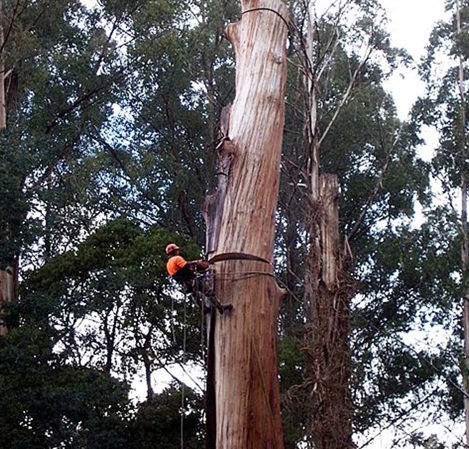 Tree Climbing & Pruning