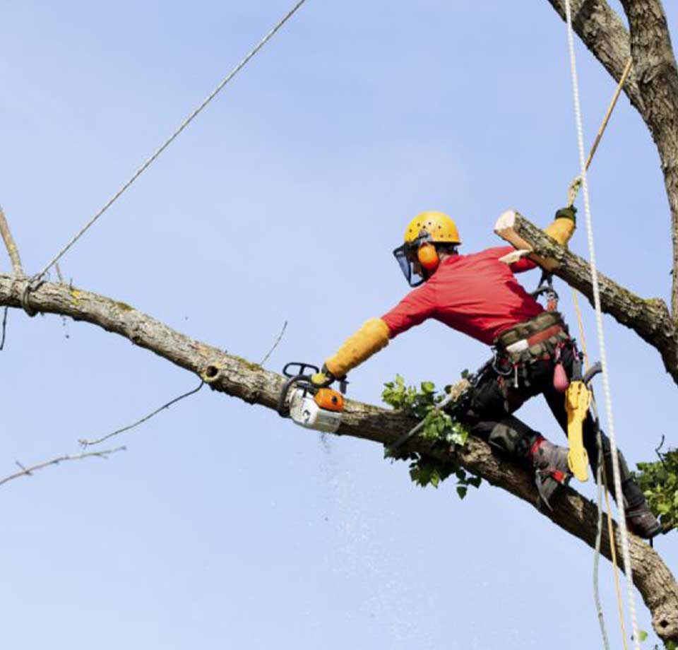 Arborist tree surgeon, using safety ropes and guide lines, felling