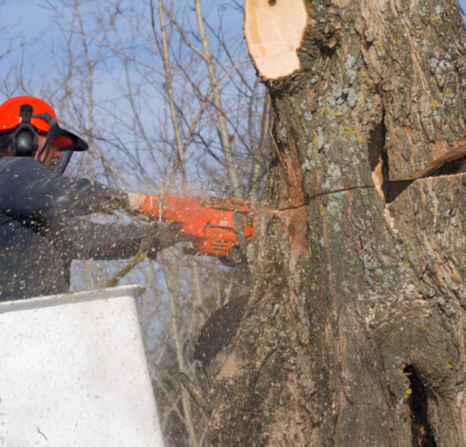 Tree Felling