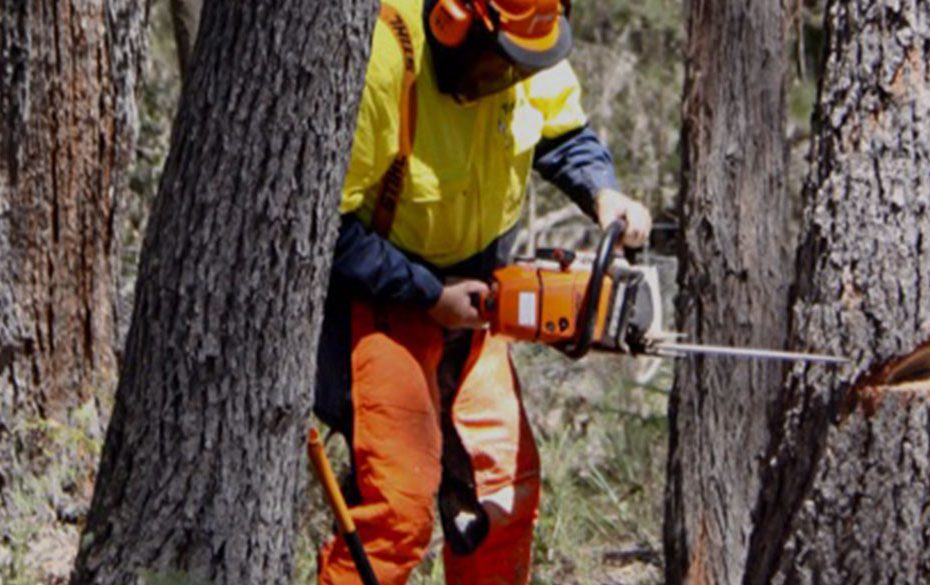 Tree Felling